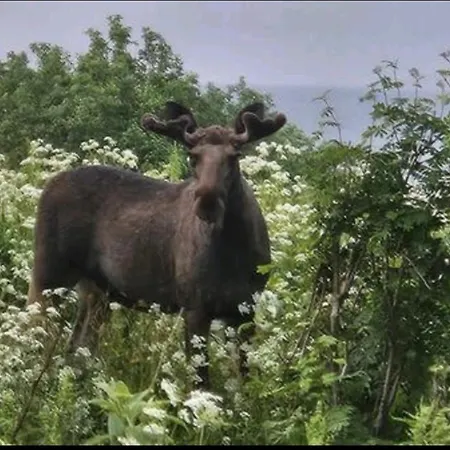 别墅 Utsikten