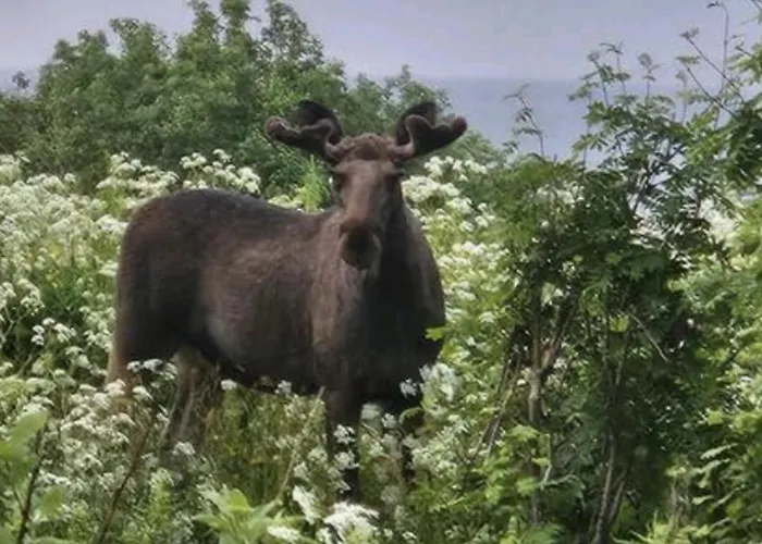 ヴィラ Utsikten